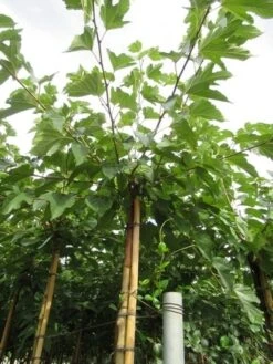 Zwarte Moerbei Als Boom (Morus Nigra) -Aanbiedingen Groene Hekken Winkel morus