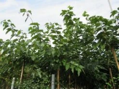 Zwarte Moerbei Als Boom (Morus Nigra) 26 Zwarte Moerbei Als Boom (Morus Nigra) -Aanbiedingen Groene Hekken Winkel morus 2 1