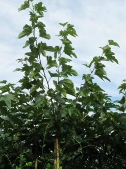 Zwarte Moerbei Als Boom (Morus Nigra) 27 Zwarte Moerbei Als Boom (Morus Nigra) -Aanbiedingen Groene Hekken Winkel morus 3 1