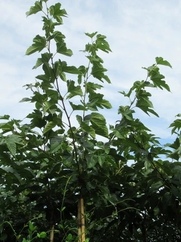 Zwarte Moerbei Als Boom (Morus Nigra) 13 Zwarte Moerbei Als Boom (Morus Nigra) - Afbeelding 11