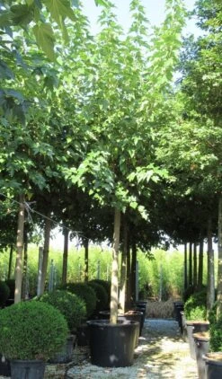 Zwarte Moerbei Als Boom (Morus Nigra) -Aanbiedingen Groene Hekken Winkel morus 4