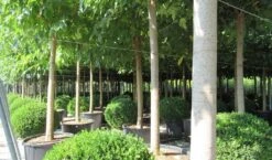 Zwarte Moerbei Als Boom (Morus Nigra) -Aanbiedingen Groene Hekken Winkel morus 5