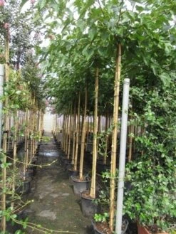 Zwarte Moerbei Als Boom (Morus Nigra) -Aanbiedingen Groene Hekken Winkel morus 8 10