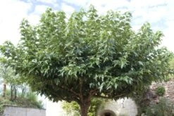 Dakmoerbei (Morus Alba 'Macrophylla') -Aanbiedingen Groene Hekken Winkel morus alba02 1