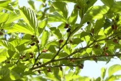 Dakmoerbei (Morus Alba 'Macrophylla') -Aanbiedingen Groene Hekken Winkel morus alba03 1 1