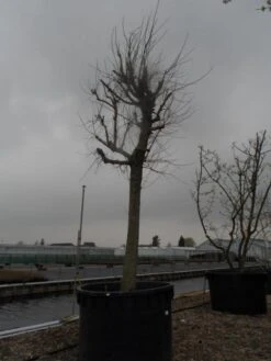 Witte Moerbei (Morus Alba) -Aanbiedingen Groene Hekken Winkel morus alba 40 50 1