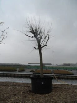 Witte Moerbei (Morus Alba) -Aanbiedingen Groene Hekken Winkel morus alba 40 50 2 1