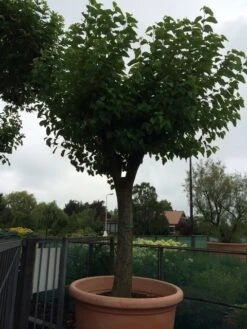 Witte Moerbei (Morus Alba) -Aanbiedingen Groene Hekken Winkel morus alba 62 63 1