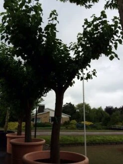 Witte Moerbei (Morus Alba) -Aanbiedingen Groene Hekken Winkel morus alba 62 cm