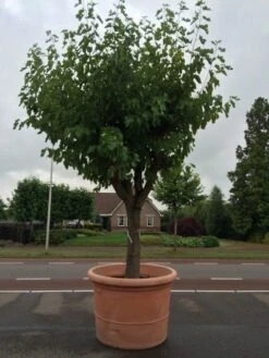 Witte Moerbei (Morus Alba) -Aanbiedingen Groene Hekken Winkel morus alba 68 69cm