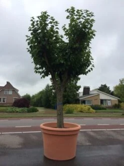 Witte Moerbei (Morus Alba) -Aanbiedingen Groene Hekken Winkel morus alba 68cm 1