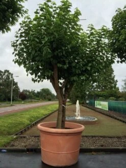 Witte Moerbei (Morus Alba) -Aanbiedingen Groene Hekken Winkel morus alba 75cm