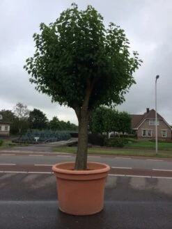 Witte Moerbei (Morus Alba) -Aanbiedingen Groene Hekken Winkel morus alba 78cm 1