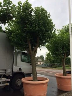 Witte Moerbei (Morus Alba) -Aanbiedingen Groene Hekken Winkel morus alba 80cm