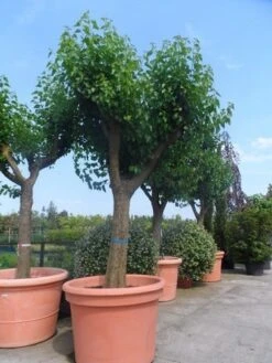 Witte Moerbei (Morus Alba) -Aanbiedingen Groene Hekken Winkel morus alba en nigra oude solitaire knotvorm