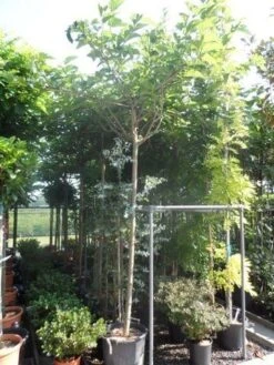 Dakmoerbei (Morus Alba 'Fruitless' ) 6 Dakmoerbei (Morus Alba 'Fruitless' ) -Aanbiedingen Groene Hekken Winkel morus alba fruitless 12 14 16ho cont. dakvorm