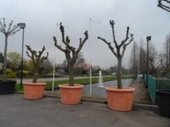 Witte Moerbei (Morus Alba) -Aanbiedingen Groene Hekken Winkel morus alba knotvorm solitair 1