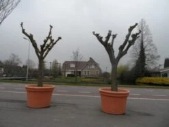 Witte Moerbei (Morus Alba) -Aanbiedingen Groene Hekken Winkel morus alba knotvorm solitair 2 1