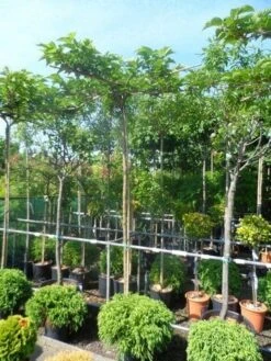 Dakmoerbei (Morus Alba 'Macrophylla') -Aanbiedingen Groene Hekken Winkel morus alba macrophylla 10 12ho cont. dakvorm