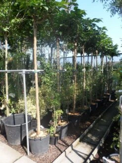 Dakmoerbei (Morus Alba 'Macrophylla') -Aanbiedingen Groene Hekken Winkel morus alba macrophylla 14 16ho cont