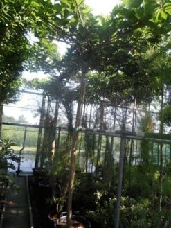 Dakmoerbei (Morus Alba 'Macrophylla') -Aanbiedingen Groene Hekken Winkel morus alba macrophylla 14 16ho cont. dakvorm