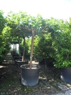 Dakmoerbei (Morus Alba 'Macrophylla') -Aanbiedingen Groene Hekken Winkel morus alba macrophylla 25 30 35ho c500 dakvorm