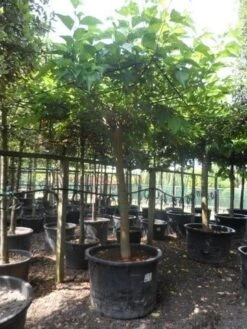 Dakmoerbei (Morus Alba 'Macrophylla') -Aanbiedingen Groene Hekken Winkel morus alba macrophylla 35 40ho c500 dakvorm