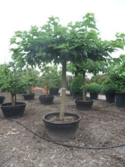 Dakmoerbei (Morus Alba 'Macrophylla') -Aanbiedingen Groene Hekken Winkel morus alba macrophylla 35 40ho c500 natuurlijke dakvorm 1