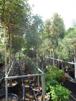 Moerbei Als Treurboom (Morus Alba 'Pendula') -Aanbiedingen Groene Hekken Winkel morus alba pendula 8 10 12ho cont