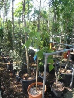 Moerbei Als Treurboom (Morus Alba 'Pendula') -Aanbiedingen Groene Hekken Winkel morus alba pendula halfstam c20