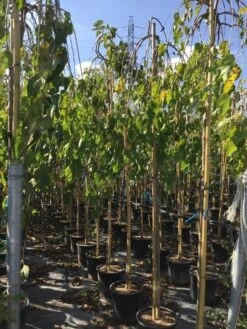 Moerbei Als Treurboom (Morus Alba 'Pendula') -Aanbiedingen Groene Hekken Winkel morus laba pendula 8 10