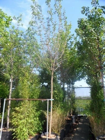 Zwarte Moerbei Als Boom (Morus Nigra) 7 Zwarte Moerbei Als Boom (Morus Nigra) - Afbeelding 5