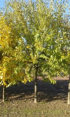 Zwarte Moerbei Als Boom (Morus Nigra) -Aanbiedingen Groene Hekken Winkel morus nigra 1