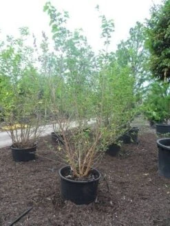 Zwarte Moerbei Als Boom (Morus Nigra) -Aanbiedingen Groene Hekken Winkel morus nigra 250 300 350 c160