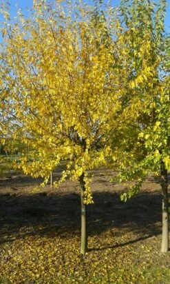 Zwarte Moerbei Als Boom (Morus Nigra) 25 Zwarte Moerbei Als Boom (Morus Nigra) -Aanbiedingen Groene Hekken Winkel morus nigra 2 1