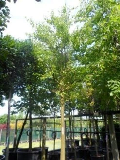 Zwarte Moerbei Als Boom (Morus Nigra) -Aanbiedingen Groene Hekken Winkel morus nigra 30 35ho c500