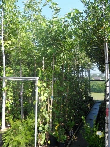 Zwarte Moerbei Als Boom (Morus Nigra) 4 Zwarte Moerbei Als Boom (Morus Nigra) - Afbeelding 2