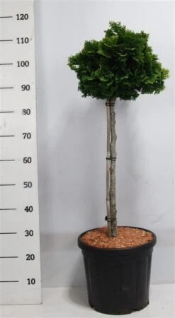 Dwergcypres Op Stam (Chamaecyparis Obtusa 'Nana Gracilis') -Aanbiedingen Groene Hekken Winkel nanagracilis