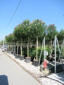 Oleander Als Boom (Nerium Oleander) -Aanbiedingen Groene Hekken Winkel nerium