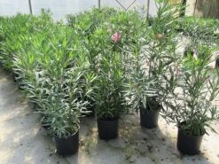 Roze Oleander (Nerium Oleander) -Aanbiedingen Groene Hekken Winkel nerium 60 80