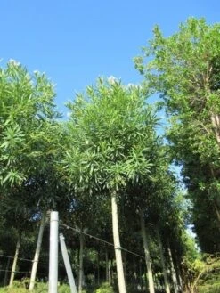 Oleander Als Boom (Nerium Oleander) -Aanbiedingen Groene Hekken Winkel nerium stam 2