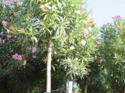 Oleander Als Boom (Nerium Oleander) -Aanbiedingen Groene Hekken Winkel nerium stam 3