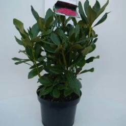 Rhododendron (Rhododendron 'Nova Zembla') -Aanbiedingen Groene Hekken Winkel nova zembla c5 voor