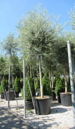 Olijfboom (Olea Europaea ) -Aanbiedingen Groene Hekken Winkel olea