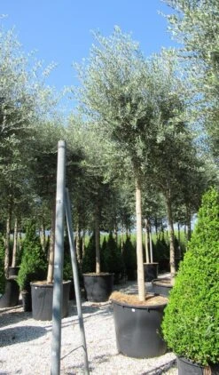 Olijfboom (Olea Europaea ) -Aanbiedingen Groene Hekken Winkel olea 2 1