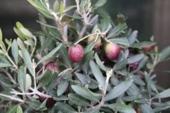 Olijf Als Struik (Olea Europaea) 21 Olijf Als Struik (Olea Europaea) -Aanbiedingen Groene Hekken Winkel olea europaea 3 1