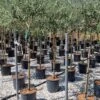 Olijf Als Halfstam (Olea Europaea 'leccino') -Aanbiedingen Groene Hekken Winkel olea europaea leccino halfstam 1 1