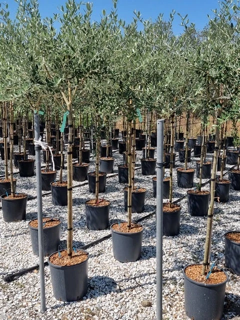 Olijf Als Halfstam (Olea Europaea 'leccino') 3 Olijf Als Halfstam (Olea Europaea 'leccino')