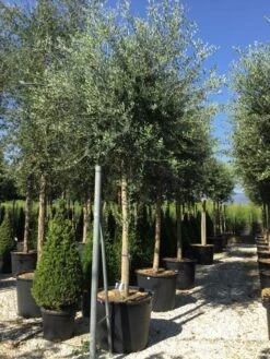 Olijfboom (Olea Europaea ) -Aanbiedingen Groene Hekken Winkel olea europea 25 30
