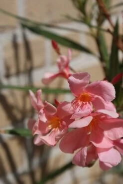 Roze Oleander (Nerium Oleander) -Aanbiedingen Groene Hekken Winkel oleander 5